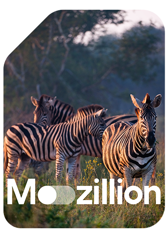 1765550559_Mozillion Travel SIM Cover - Ghana.png